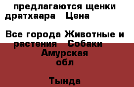 предлагаются щенки дратхаара › Цена ­ 20 000 - Все города Животные и растения » Собаки   . Амурская обл.,Тында г.